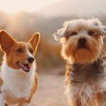 Building-Loyalty-in-Pet-Services-What-Customers-Remember-Most