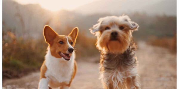 Building-Loyalty-in-Pet-Services-What-Customers-Remember-Most