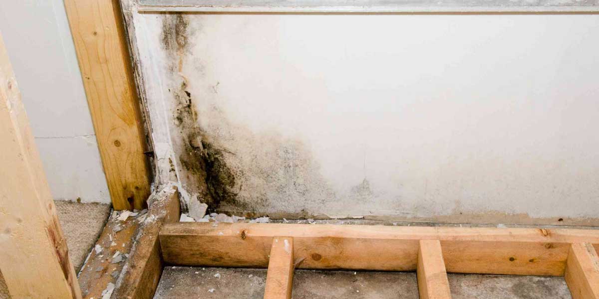 How-to-Remove-Mold-from-Walls-Safely-and-Permanently