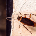 how-to-get-rid-of-flying-roaches-1