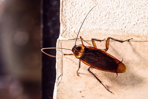 how-to-get-rid-of-flying-roaches-1