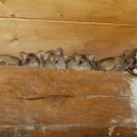 how-to-get-rid-of-mice-in-your-attic-insulation-1