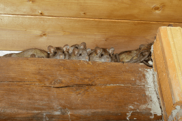 how-to-get-rid-of-mice-in-your-attic-insulation-1