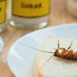 how-to-get-rid-of-roaches-forever-1