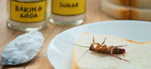 how-to-get-rid-of-roaches-forever-1