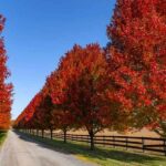 Top Tree Varieties for Sale This Season: What You Need to Know