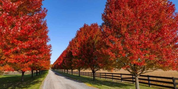 Top Tree Varieties for Sale This Season: What You Need to Know