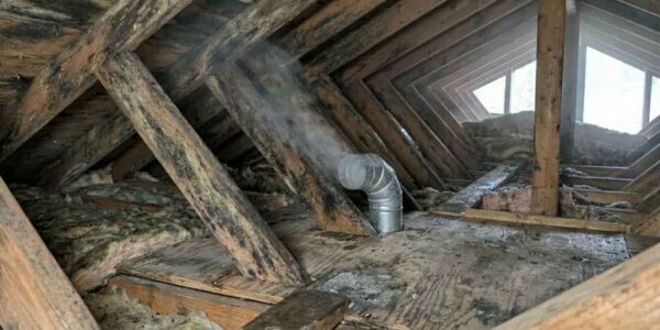 Attic Mold Removal